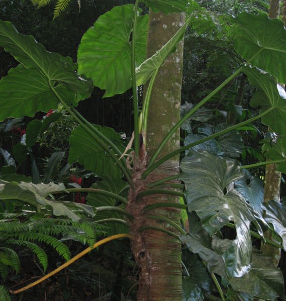 File:Philodendron giganteum02.jpg