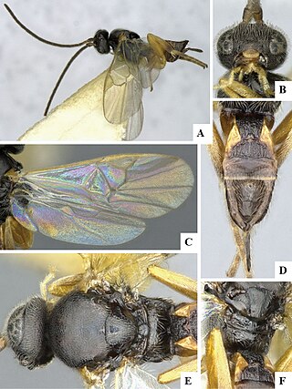 <i>Pholetesor</i> Genus of wasps