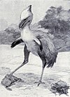 Illustration av en Phorusrhacos longissimus, av Charles R. Knight