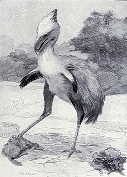 Tegning af en phorusrhacos fugl