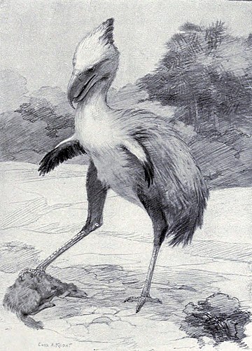 Phorusrhacos longissimus