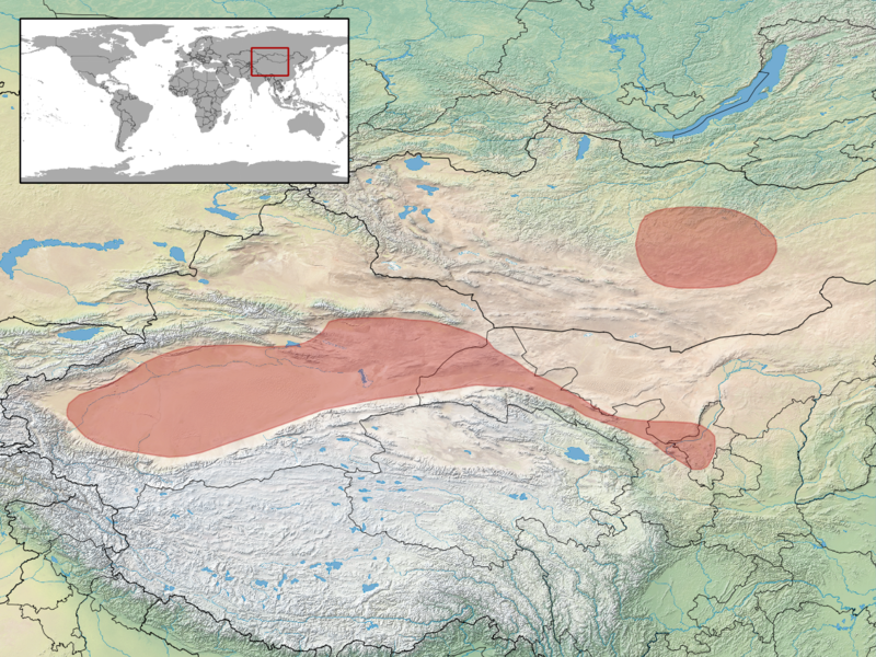 File:Phrynocephalus versicolor distribution.png