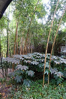 <i>Phyllostachys arcana</i> species of plant