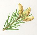 Illustration of Picea abies male cones