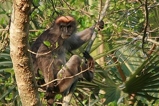 Tana River red colobus Species of Old World monkey