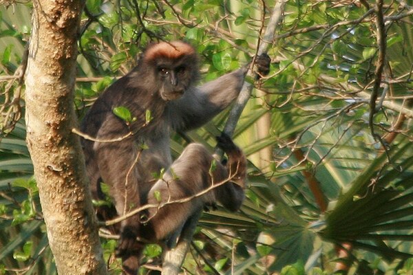 Image: Piliocolobus rufomitratus 35499959 (cropped)