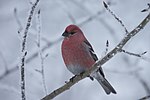 Thumbnail for File:Pine Grosbeak (5927976079).jpg