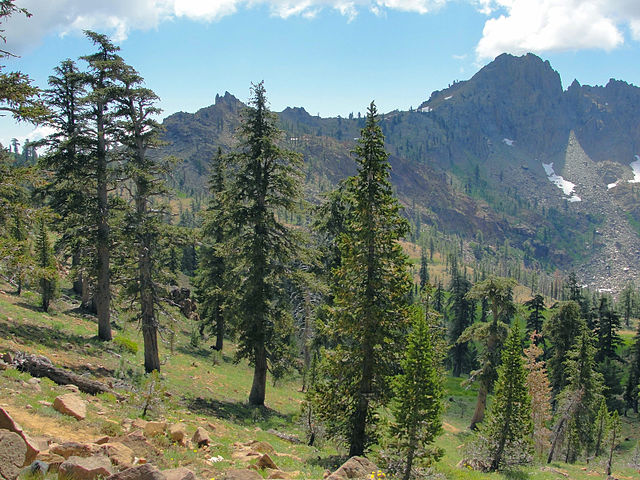 Mixed conifer forest in the Trinity Alps