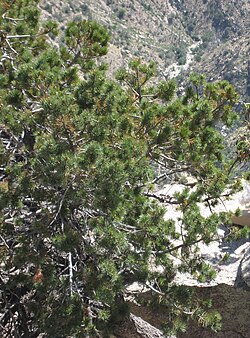 Pinus Johannis