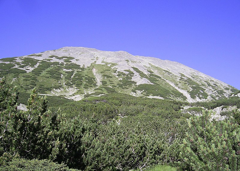 File:Pinus mugo Pirin 2.jpg