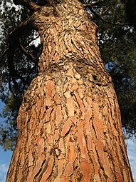 Close-up of the bark's vertical texture