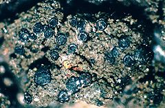 Placynthium nigrum-2.jpg