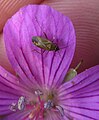 10 Wanze auf Storchschnabelblüte (Geranium palustre?)