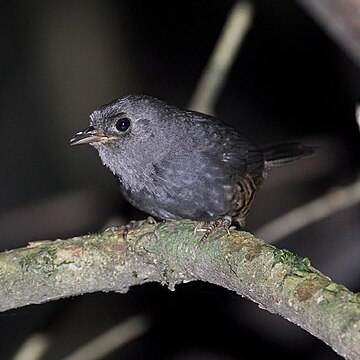 Planalto tapaculo