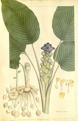 <i>Curcuma petiolata</i> Species of plant