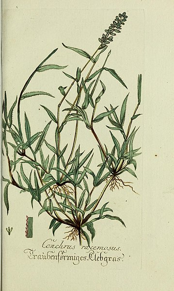 File:Plantarum indigenarum et exoticarum icones ad vivum coloratae, oder, Sammlung nach der Natur gemalter Abbildungen inn- und ausländlischer Pflanzen, für Liebhaber und Beflissene der Botanik (16064377046).jpg