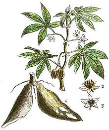 Lista De Plantas Medicinales De Las Republicas Oriental Y