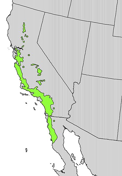 File:Platanus racemosa range map.jpg