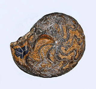Platyclymenia Genus of molluscs (fossil)