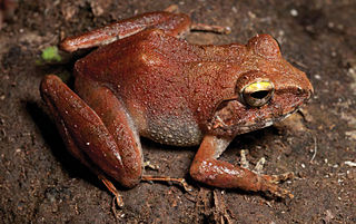 <i>Platymantis cagayanensis</i> Species of frog