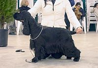 Black English Cocker Spaniel