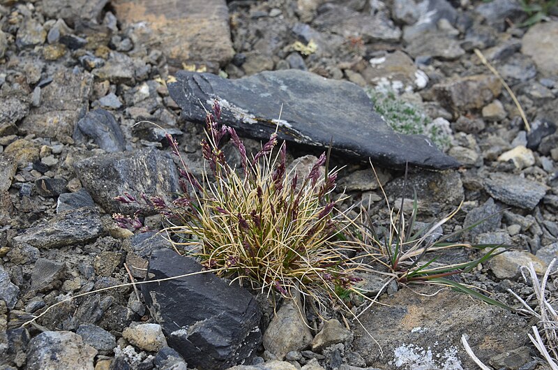 File:Poa abbreviata-MW0158033-live.jpg