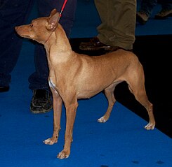 podenco andaluz caracter