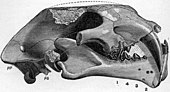 Illustration of a fossilized skull of the Oligocene false faber-toothed cat Pogonodon Pogonodon platycopis.jpg