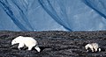 在斯瓦爾巴的一對母子北極熊