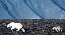 Polar bear Polarbearcup-1.jpg