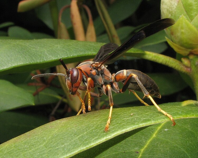 File:Polistes fuscatus female (391538).jpg