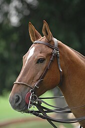 Apparent contradiction: Tolkien stated that Elves rode without saddle or harness of any kind, but gives Glorfindel's horse both bit and bridle (modern bit and bridle shown). Polo Bridle Pelham.JPG