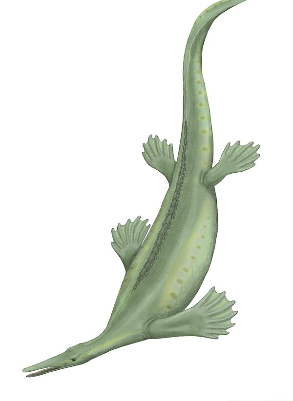 Life restoration of a polydactylous hupehsuchian based on SSTM 5025