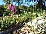 Polygala nicaeensis sl1.jpg