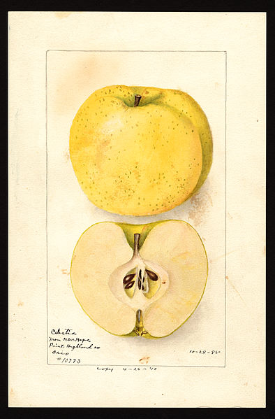 File:Pomological Watercolor POM00001750.jpg