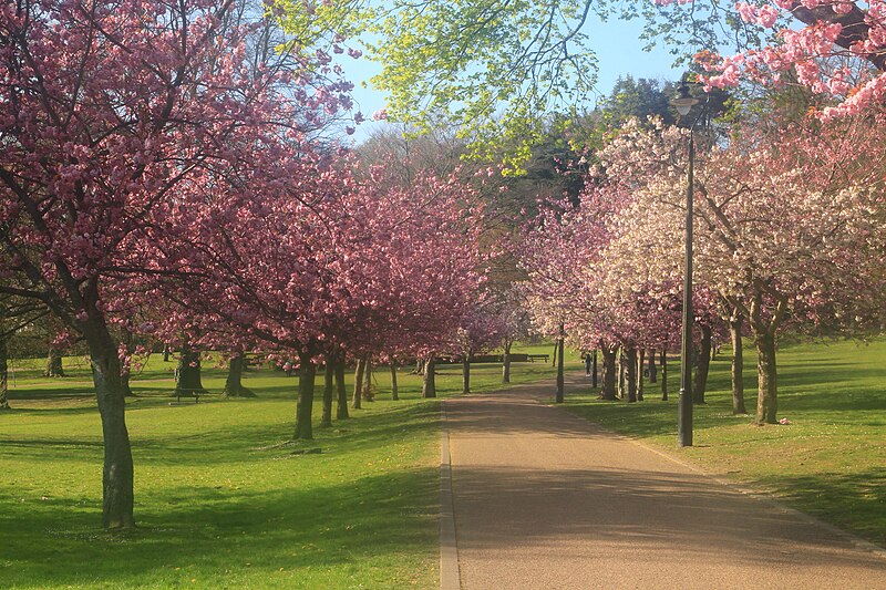 File:Pontypool Park Cherry Trees.jpg