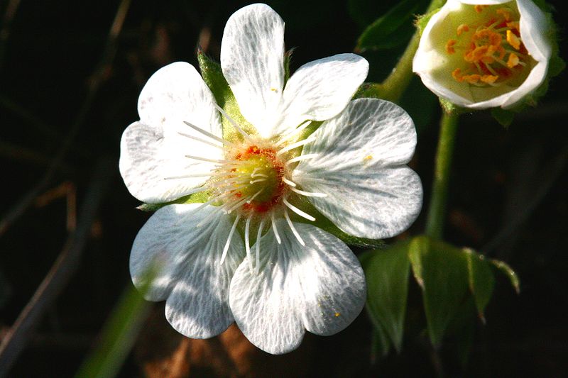 File:Potentilla alba ENBLA07.jpg