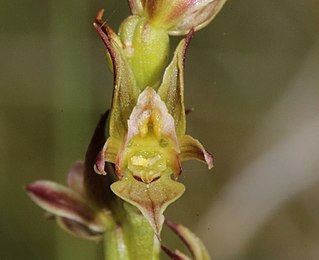 <i>Prasophyllum frenchii</i> species of plant