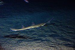 Japon testere köpekbalığı