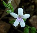 Priva cordifolia