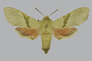 <i>Proserpinus terlooi</i> Species of moth
