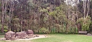 A riparian zone with casuarina and eucalyptus species in Sydney. Prospectcreek.jpg