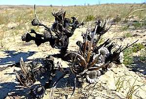 Protea convexa 50905947.jpg