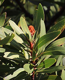 Protea rubropilosa 51146035.jpg