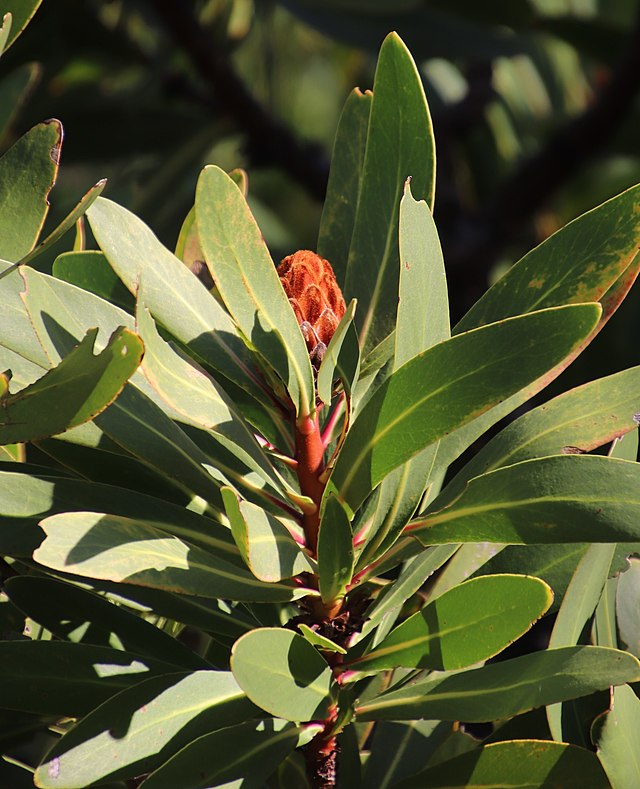 Protea lepidocarpodendron