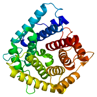 C4A protein-coding gene in the species Homo sapiens