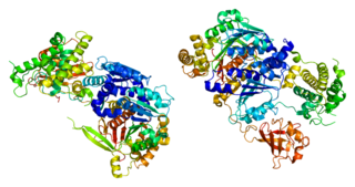 SAE1 protein-coding gene in the species Homo sapiens