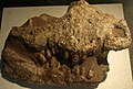 Partial skull/jaw of Eoalligator huiningensis, on display at the Paleozoological Museum of China.