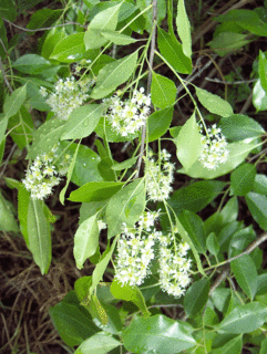 Prunus caroliniana