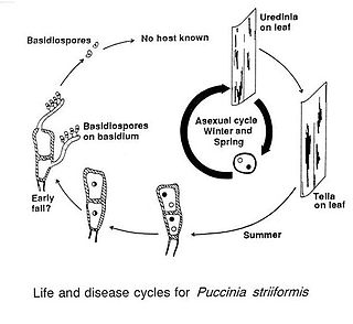 <i>Puccinia striiformis</i> var. <i>striiformis</i> Species of fungus